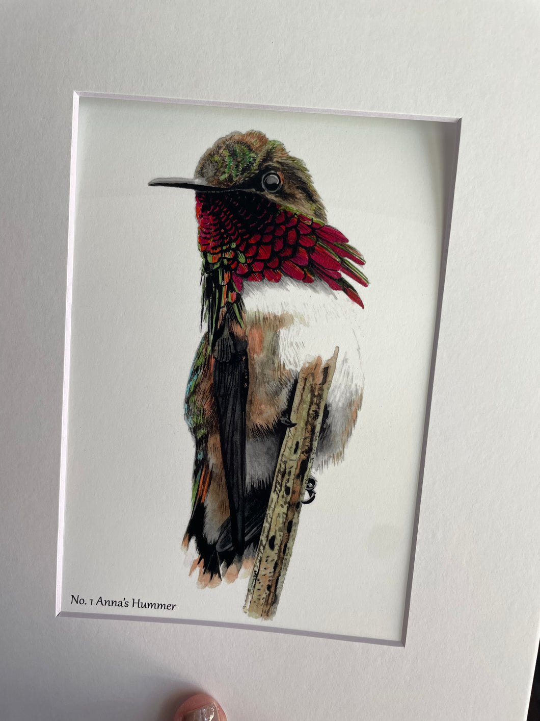 Anna's Hummingbird - Giclee Print Matted