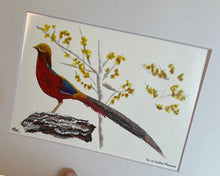 Load image into Gallery viewer, Golden Pheasant
