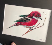 Load image into Gallery viewer, Rose Finch
