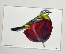 Load image into Gallery viewer, Blue-headed Wagtail
