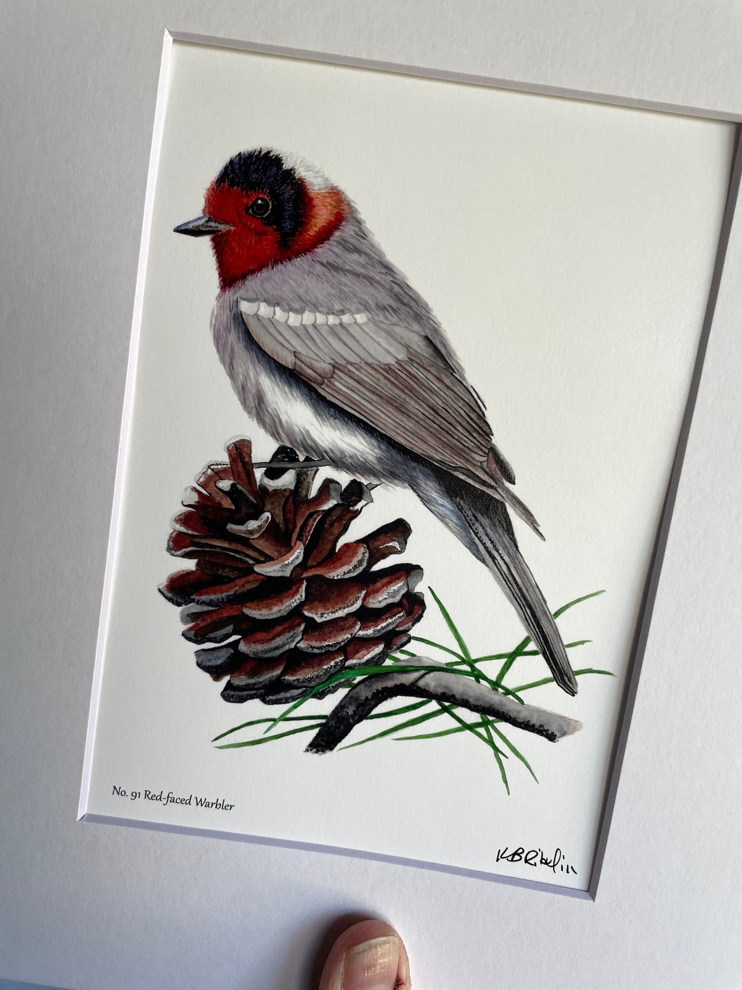 Red-faced Warbler - Bird Art by KB