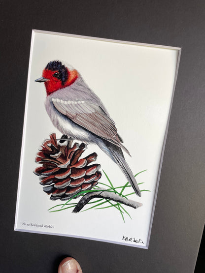 Red-faced Warbler - Bird Art by KB