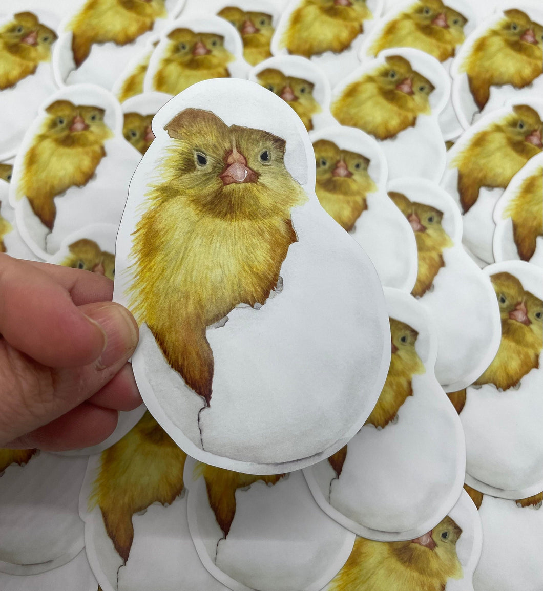 Hatched Chick