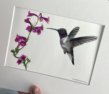 Load image into Gallery viewer, Black-chinned Hummer
