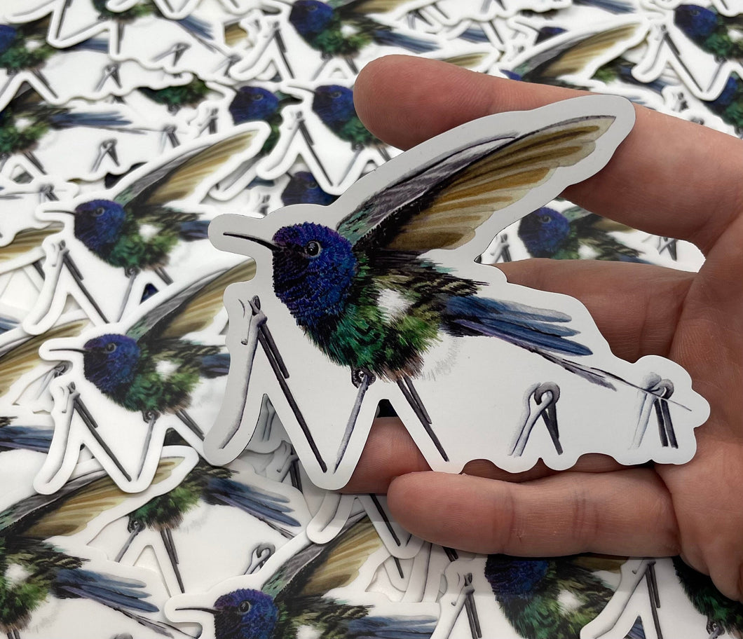 Swallowtail Hummer