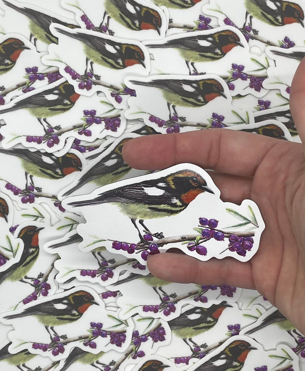 Blackbarian Warbler
