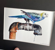 Load image into Gallery viewer, Pale-headed Rosella
