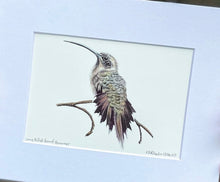 Load image into Gallery viewer, Long-billed Hermit Hummer
