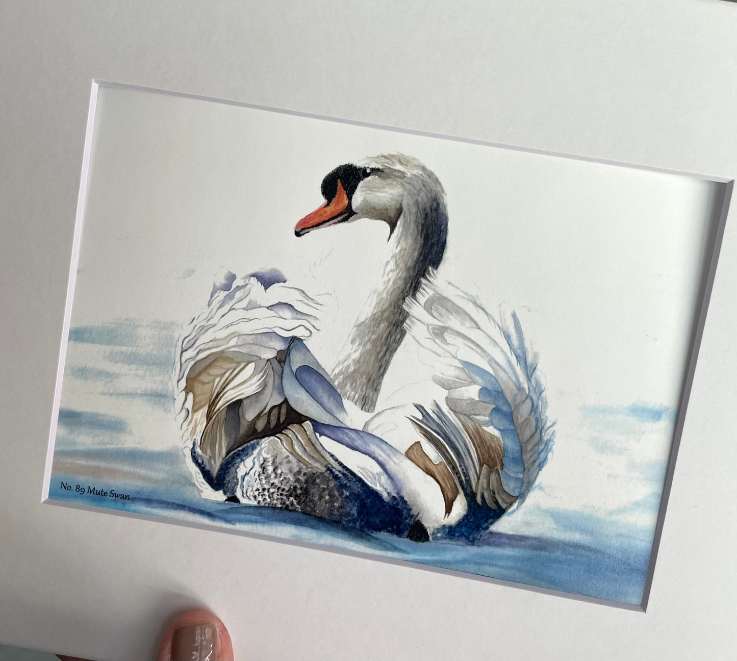 Mute Swan - Bird Art by KB