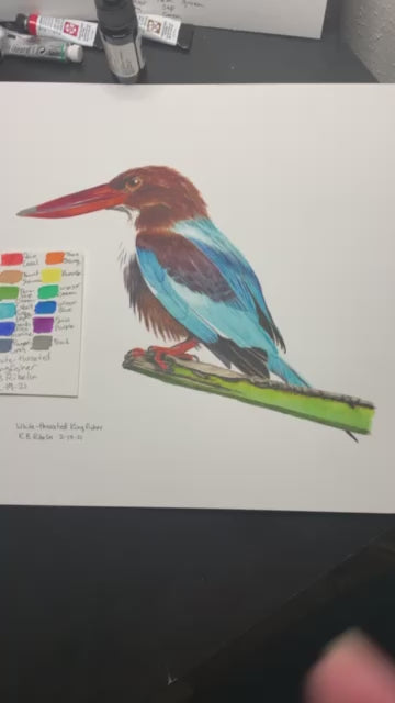 White-throated Kingfisher - Bird Art by KB - Comments