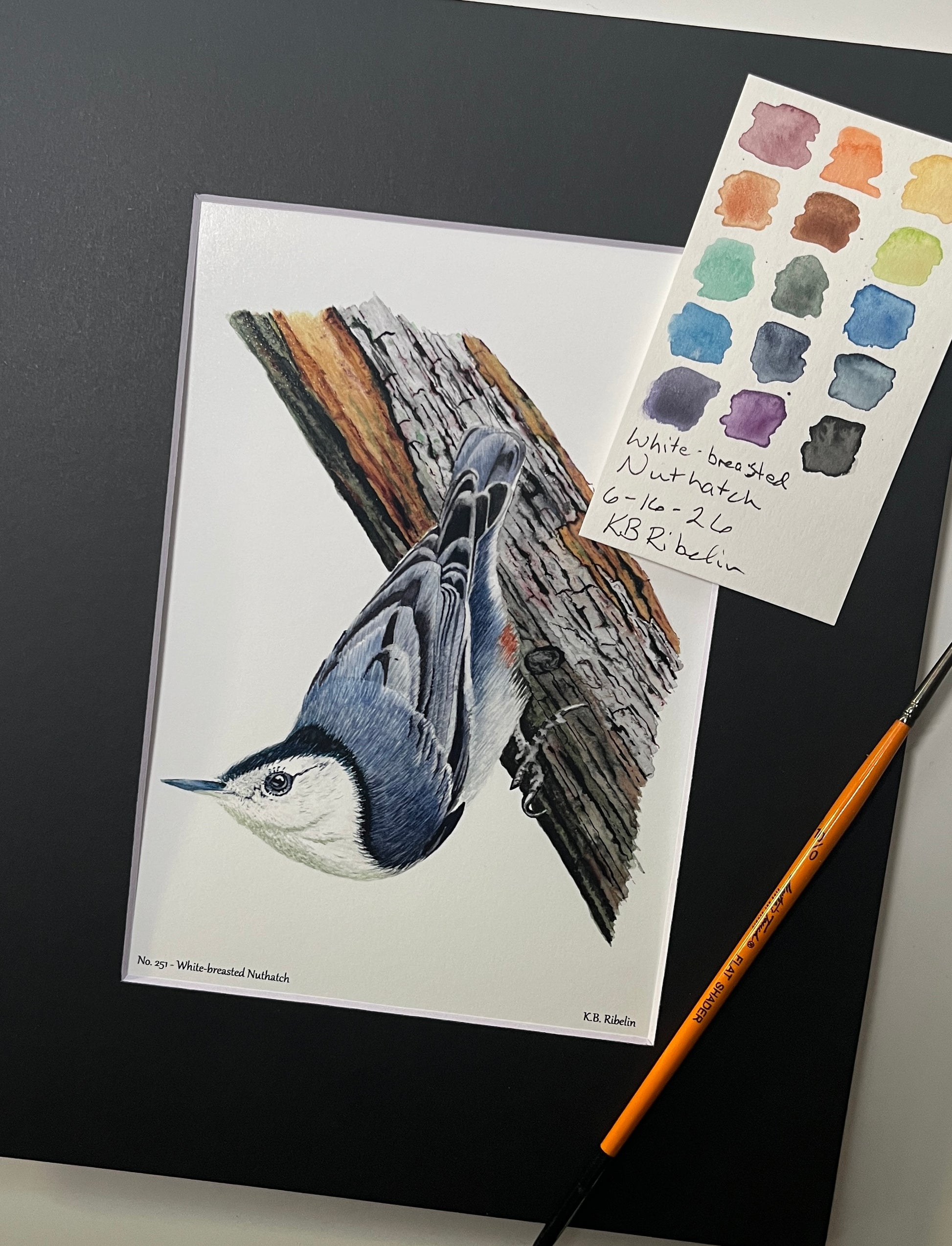 Giclee print of a white-breasted nuthatch perched on a tree trunk displayed in a black mat.