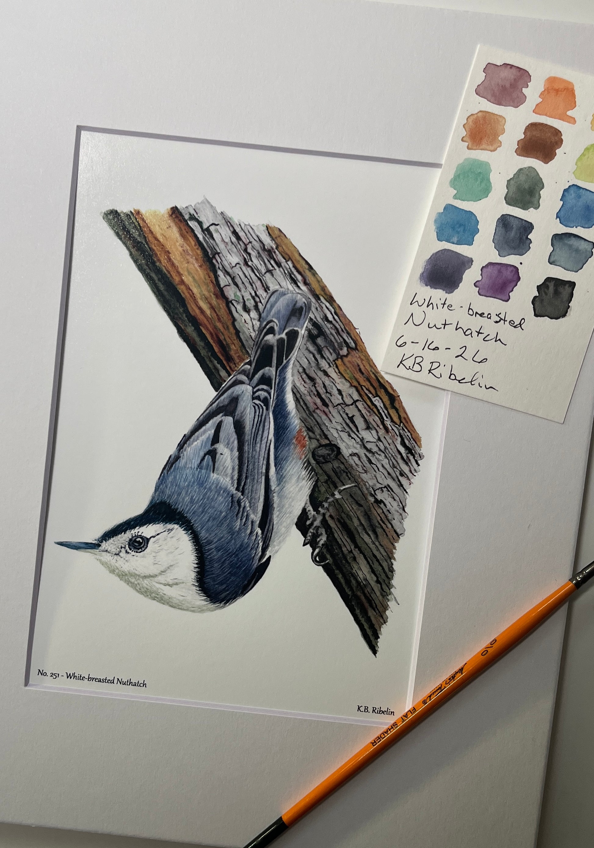 Giclee print of a white-breasted nuthatch perched on a tree trunk displayed in a white mat.